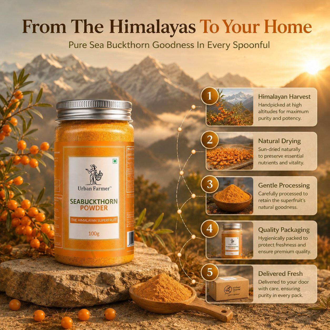 Premium Sea Buckthorn Powder | Himalayan Superfruit Rich in Natural Nutrients